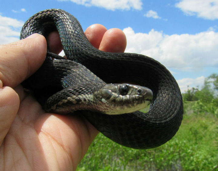 Melanistic Eastern Garter Snake